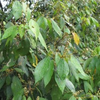 Mallotus philippensis (Lam.) Müll.Arg.